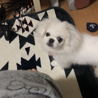 【急募】ペキニーズ♀5ヶ月