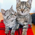 可愛いキジトラ・サバトラ子猫