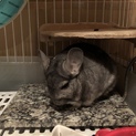 チンチラの里親募集中♂