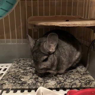 チンチラの里親募集中♂