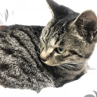 甘えん坊のキジトラ猫ちゃんです