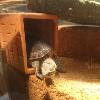 ミシシッピニオイガメ 大切に育ててくれる方募集