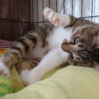 【募集停止】むっちりなダリス坊