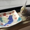 ココアちゃん