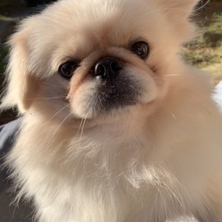 元気なペキニーズになります。