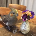 オカメ2匹急遽里親募集中！！！