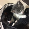 子猫ちゃん2匹(ハチワレ・グレー)