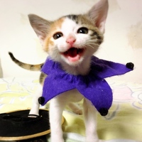 きゅー