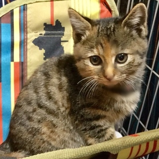 遊ぶの大好き甘えんっ子さん