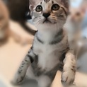 イケメンアメショ風サバトラちゃん！