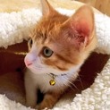 人なれ抜群 トマムくん