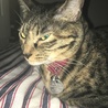うわー、邪悪な顔。本当は美猫なのにー