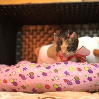 こしょう