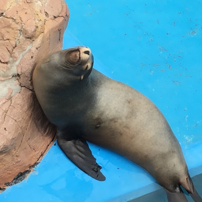ペティアのカバー写真