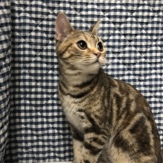 元気いっぱい‼︎アメショーミックスです♪