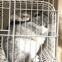 チロちゃん