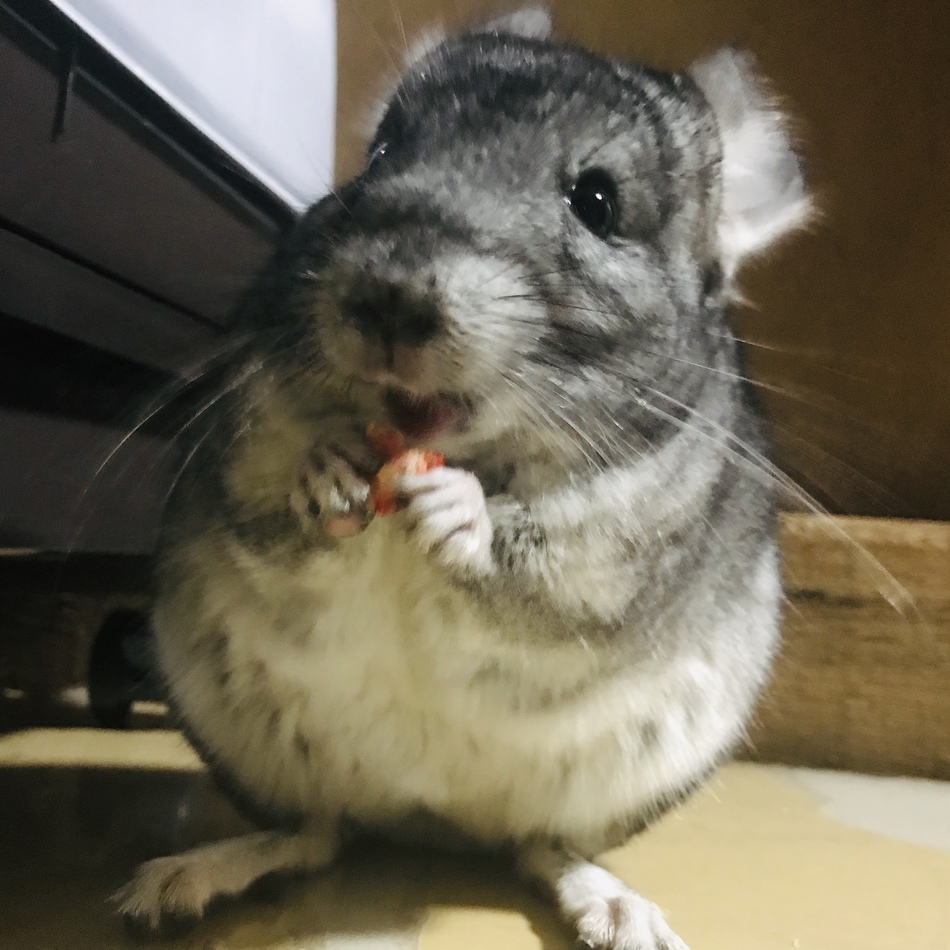 チロちゃんのカバー写真
