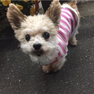 里親さん募集中です。