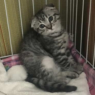うちに迎え入れて初日です。緊張している様子。