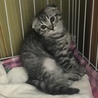 うちに迎え入れて初日です。緊張している様子。