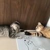 家族