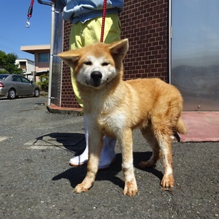 譲渡になりました！！