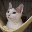 毎日が予約制譲渡相談会 生後2-12カ月 大人猫も