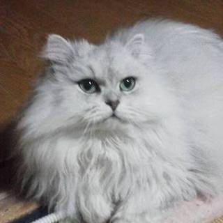 緊急募集！チンチラ美形ニャン