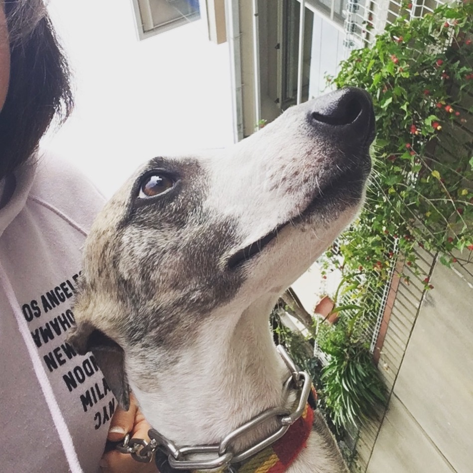 ピースのカバー写真