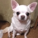 チワワのさくらちゃん