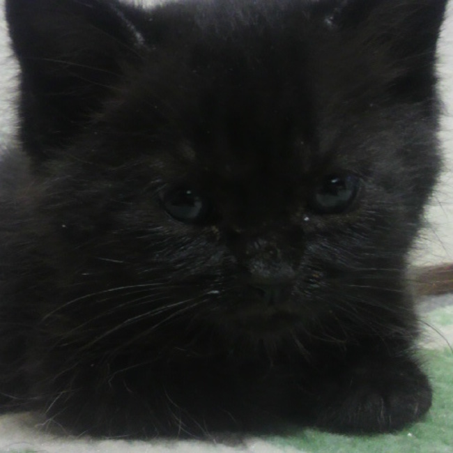 fujisakirenのカバー写真