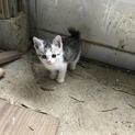 子猫 2カ月 オス！ 