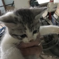 子猫 2ヶ月 メス