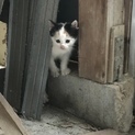 子猫  2ヶ月 メス