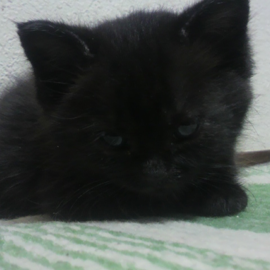 Nanaのカバー写真