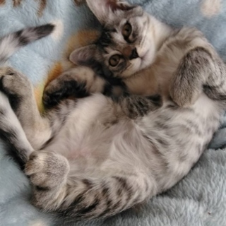 飼いやすい☆人慣れOK◎「楽（らく）」