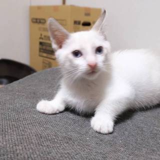 兄弟の中で一番の男前の評判