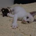 落ち着いているけど未々、子猫