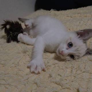 落ち着いているけど未々、子猫