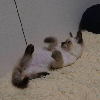 優しく大人しいシャム系のちょい毛ナガ。