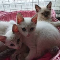 尼崎の保護猫２期生募集開始