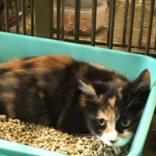 おとなしいミケちゃん３〜４ヶ月程度