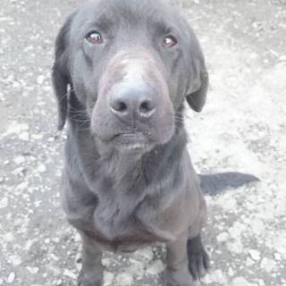 ラブラドール・レトリバー里親募集！