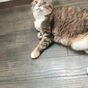子猫のお母ちゃん