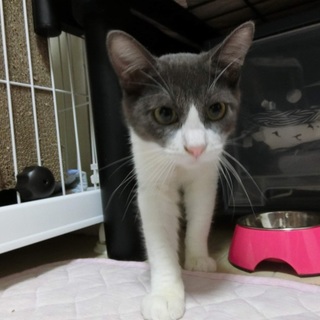 劣悪環境でボロボロからイケにゃんへ