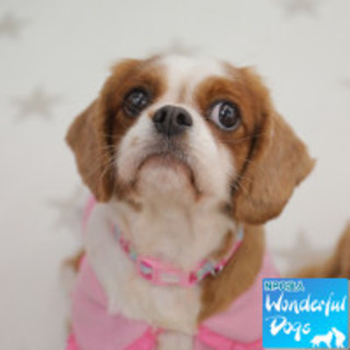 「ミランダ」６歳♀