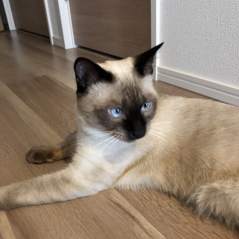 しめじのカバー写真