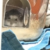 ネコッタ