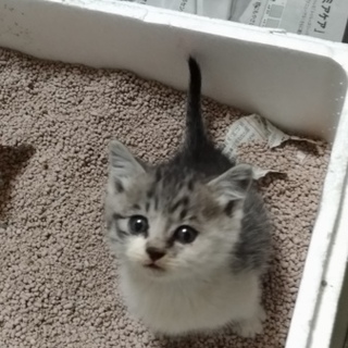 ①シマ猫(サバシロ)♀ 生後約6週間くらい