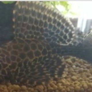 お陰様で良いご縁がありました プレコ　14ｃｍ　